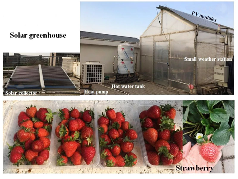 Strawberry plant temperature information